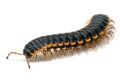 Coromus diaphorus adult